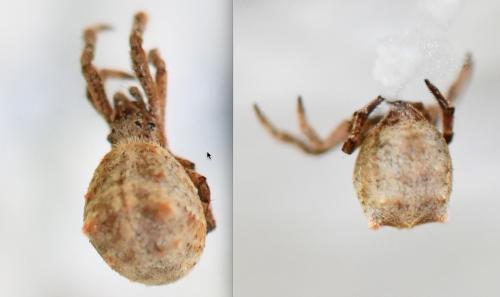 Réf. 252 579 : Hyptiotes (flavidus-paradoxus)